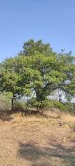 Quercus crassipes