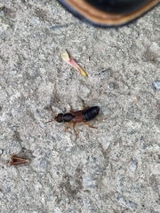 Staphylinus dimidiaticornis