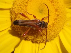 Stenopterus mauritanicus