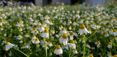 Matricaria chamomilla
