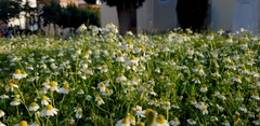 Matricaria chamomilla