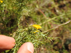 Ulex argenteus subsericeus