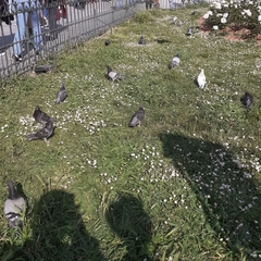 Columba livia domestica