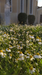 Matricaria chamomilla