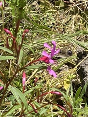 Clarkia concinna