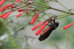 Huechys sanguinea