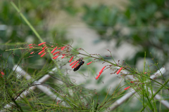 Huechys sanguinea