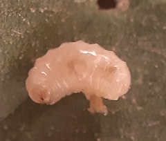 Ceutorhynchus assimilis