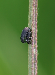 Mecinus pyraster