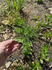 Eryngium hookeri