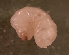 Ceutorhynchus assimilis