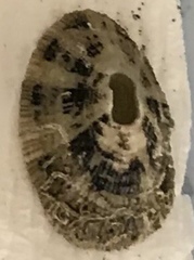 Fissurella virescens