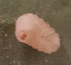 Ceutorhynchus assimilis