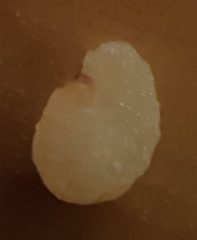 Ceutorhynchus assimilis