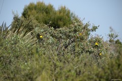 Cistus atriplicifolius