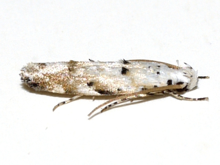 Coleotechnites eryngiella