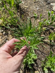 Eryngium hookeri