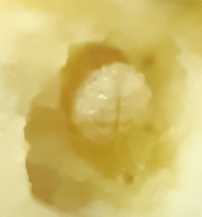 Ceutorhynchus assimilis