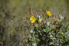 Cistus atriplicifolius