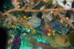 Schizobranchia insignis