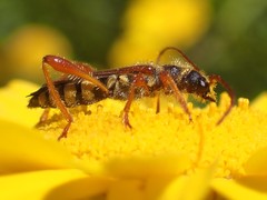 Stenopterus mauritanicus