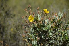 Cistus atriplicifolius