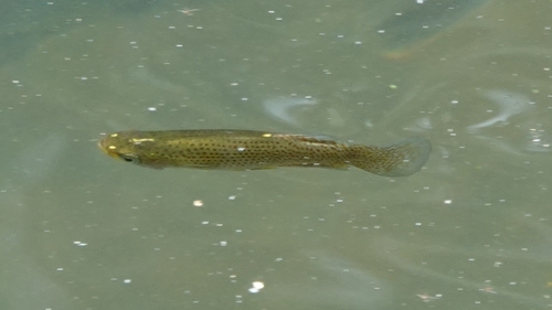 Western starhead topminnow (Fundulus blairae) — Fundulidae — 5