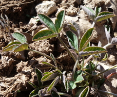 Trifolium gymnocarpon