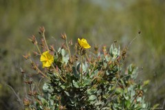 Cistus atriplicifolius
