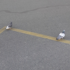 Columba livia domestica