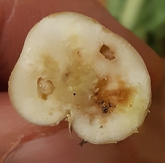 Ceutorhynchus assimilis