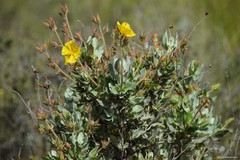 Cistus atriplicifolius