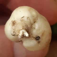 Ceutorhynchus assimilis