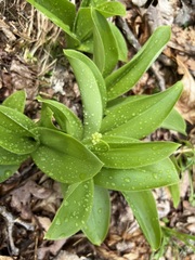 Clintonia umbellulata