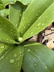 Clintonia umbellulata
