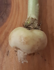 Ceutorhynchus assimilis