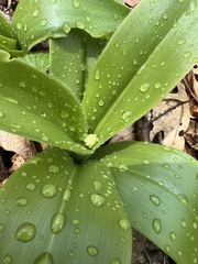 Clintonia umbellulata
