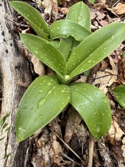 Clintonia umbellulata