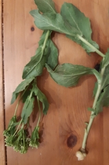 Ceutorhynchus assimilis