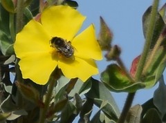 Eucera