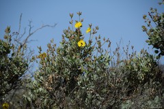 Cistus atriplicifolius