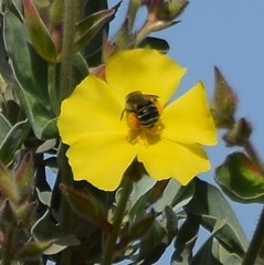 Cistus atriplicifolius