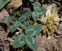 Trifolium gymnocarpon