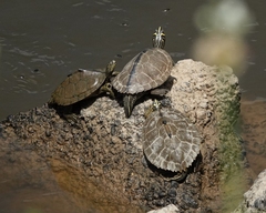 Graptemys sabinensis