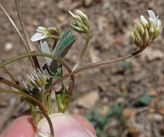 Trifolium gymnocarpon