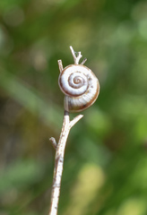 Xeropicta derbentina