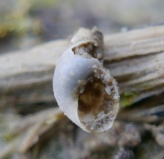 Succinella oblonga