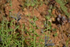 Sideritis hirsuta