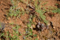 Sideritis hirsuta