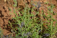 Sideritis hirsuta